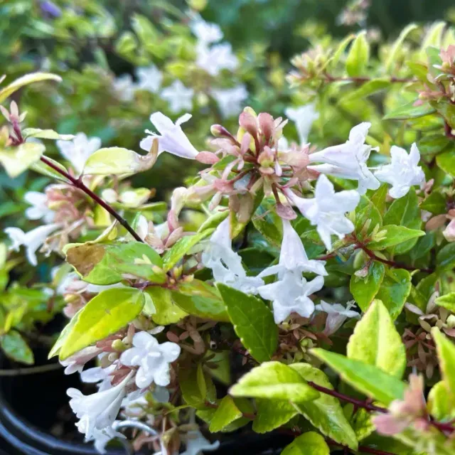 thumbnail for publication: Abelia x grandiflora: Glossy Abelia